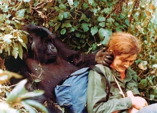 fossey1