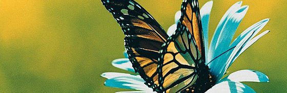 Recensione di Lo sguardo della farfalla di Mario Baudino