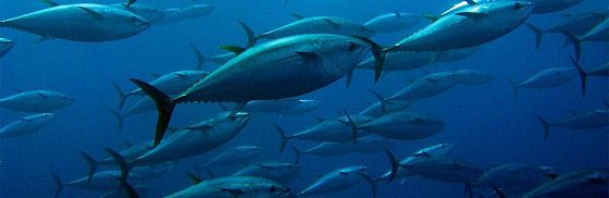 Recensione di Il viaggio d’amore del tonno di Ilaria Grasso e Seby Conigliaro