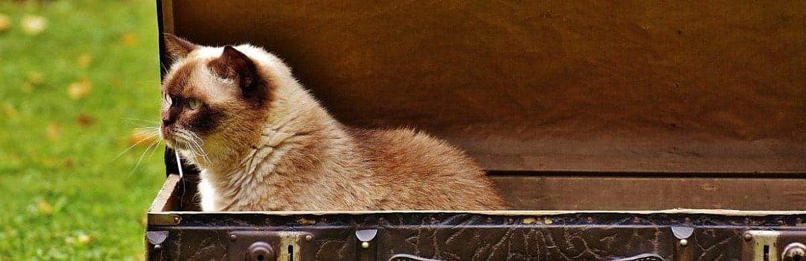 Recensione di Cronache di un gatto viaggiatore di Hiro Arikawa