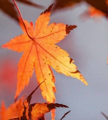 Quando le foglie ridono