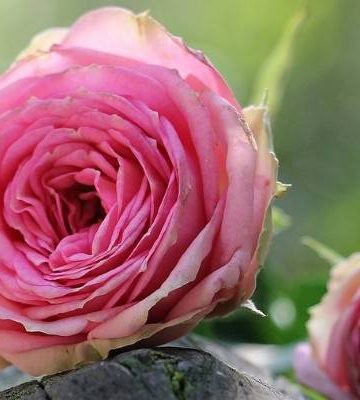 La lettera dell'amore perduto