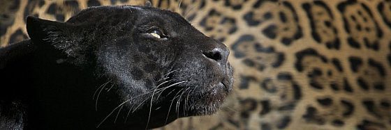 Leopardo nero, Lupo rosso di Marlon James