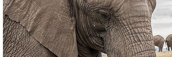 Recensione di Elefante a sorpresa di Joe R. Lansdale