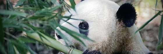 I giorni del panda di James Gould-Bourn