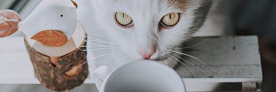 Pausa caffè con gatti di Charlie Jonas
