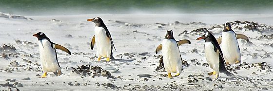 L’incredibile viaggio della novantenne salvata dai pinguini di Hazel Prior